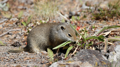 Uinta Ground Squirrel