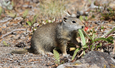 Uinta Ground Squirrel