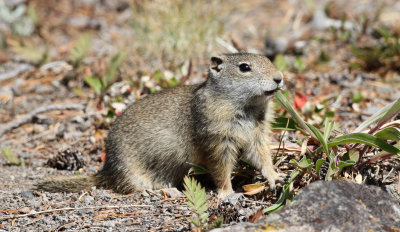 Uinta Ground Squirrel