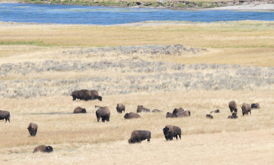 American Bison