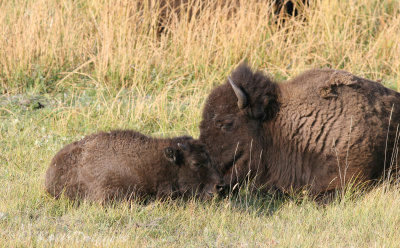 American Bison