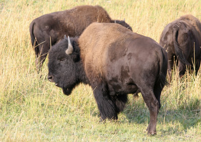American Bison