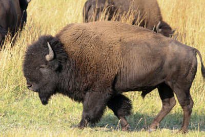 American Bison