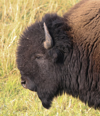 American Bison