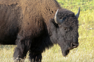 American Bison