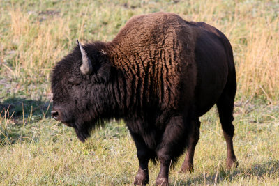 American Bison