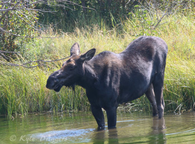 Moose