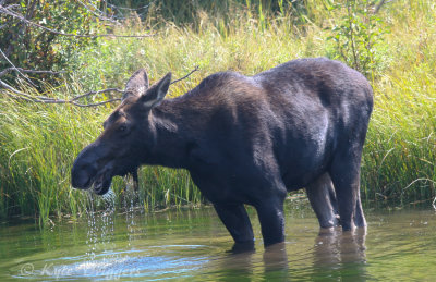 Moose