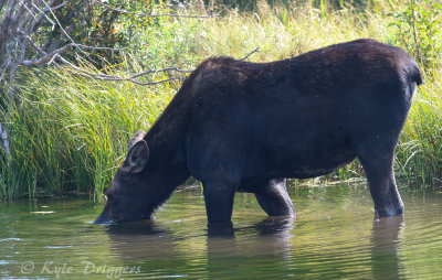 Moose