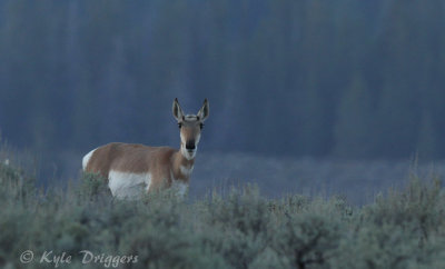 Pronghorn Antelope