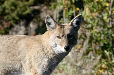 Coyote