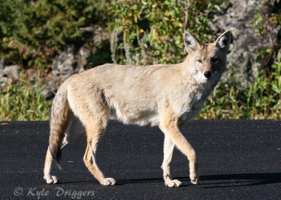 Coyote