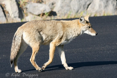 Coyote