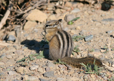 Least Chipmunk