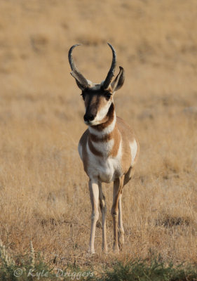 Pronghorn Antelope