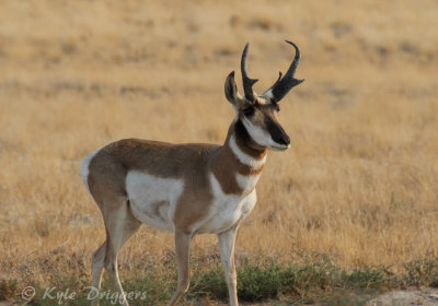 Pronghorn Antelope