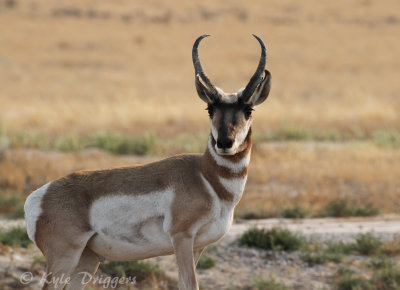 Pronghorn Antelope