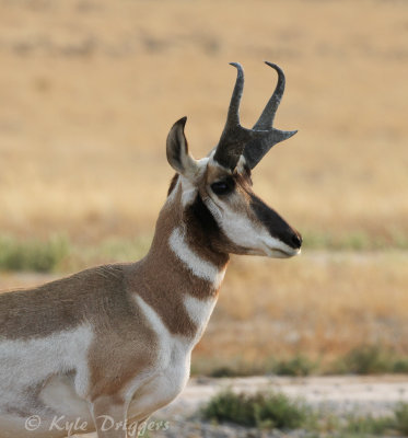 Pronghorn Antelope