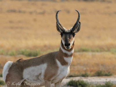 Pronghorn Antelope