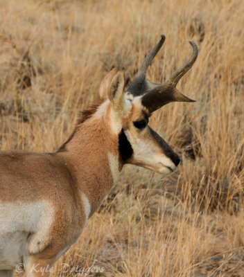 Pronghorn Antelope