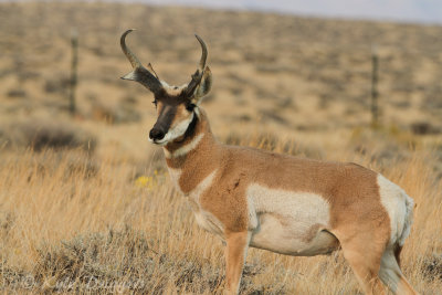 Pronghorn Antelope