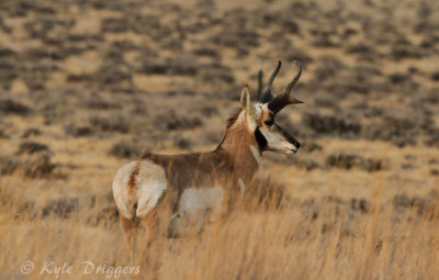 Pronghorn Antelope
