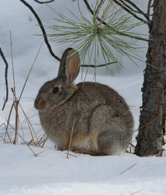 Desert Cottontail