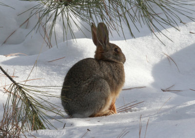 Desert Cottontail