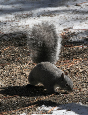 Western Gray Squirrel