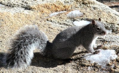 Western Gray Squirrel