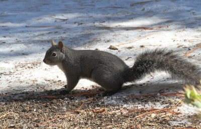 Western Gray Squirrel