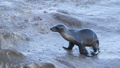 Marine mammals