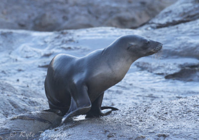 California Sea Lion