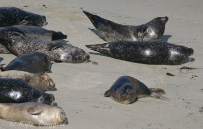 Harbor Seal