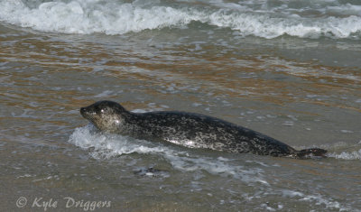Harbor Seal