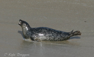 Harbor Seal