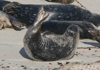 Harbor Seal