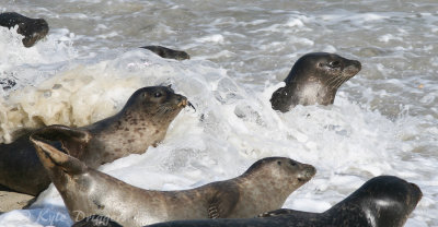 Harbor Seal