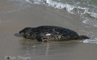 Harbor Seal