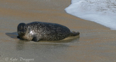 Harbor Seal