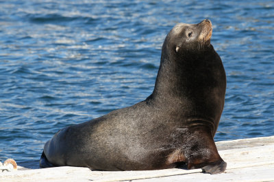 California Sea Lion