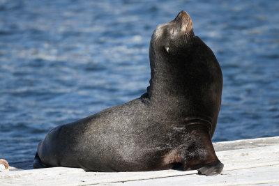 California Sea Lion