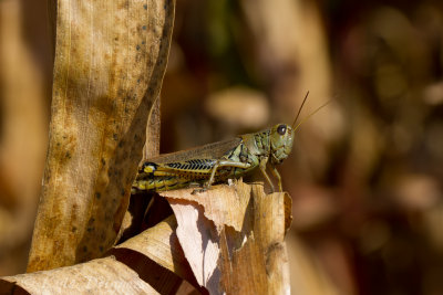 Differential Grasshopper