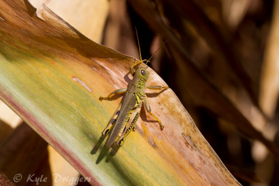 Differential Grasshopper