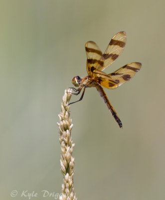 Halloween Pennant