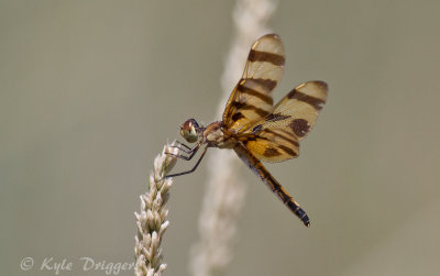 Halloween Pennant