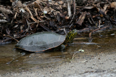 Western Painted Turtle