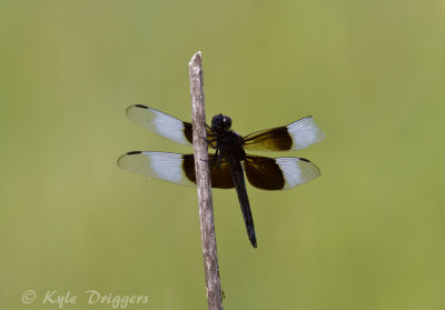 Widow Skimmer