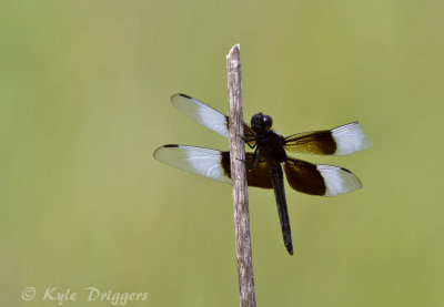 Widow Skimmer