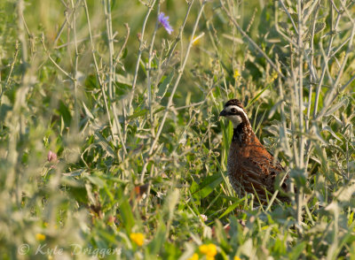 Northern Bobwhite